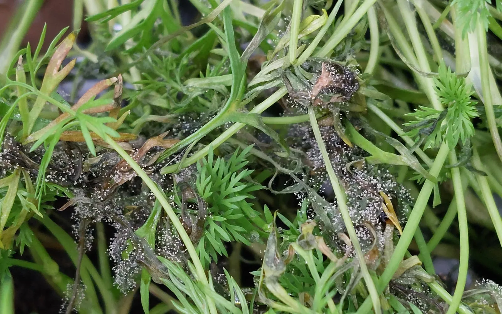 A crowded pot of dill with grey furry growth over collapsed brown stems among healthy green foliage