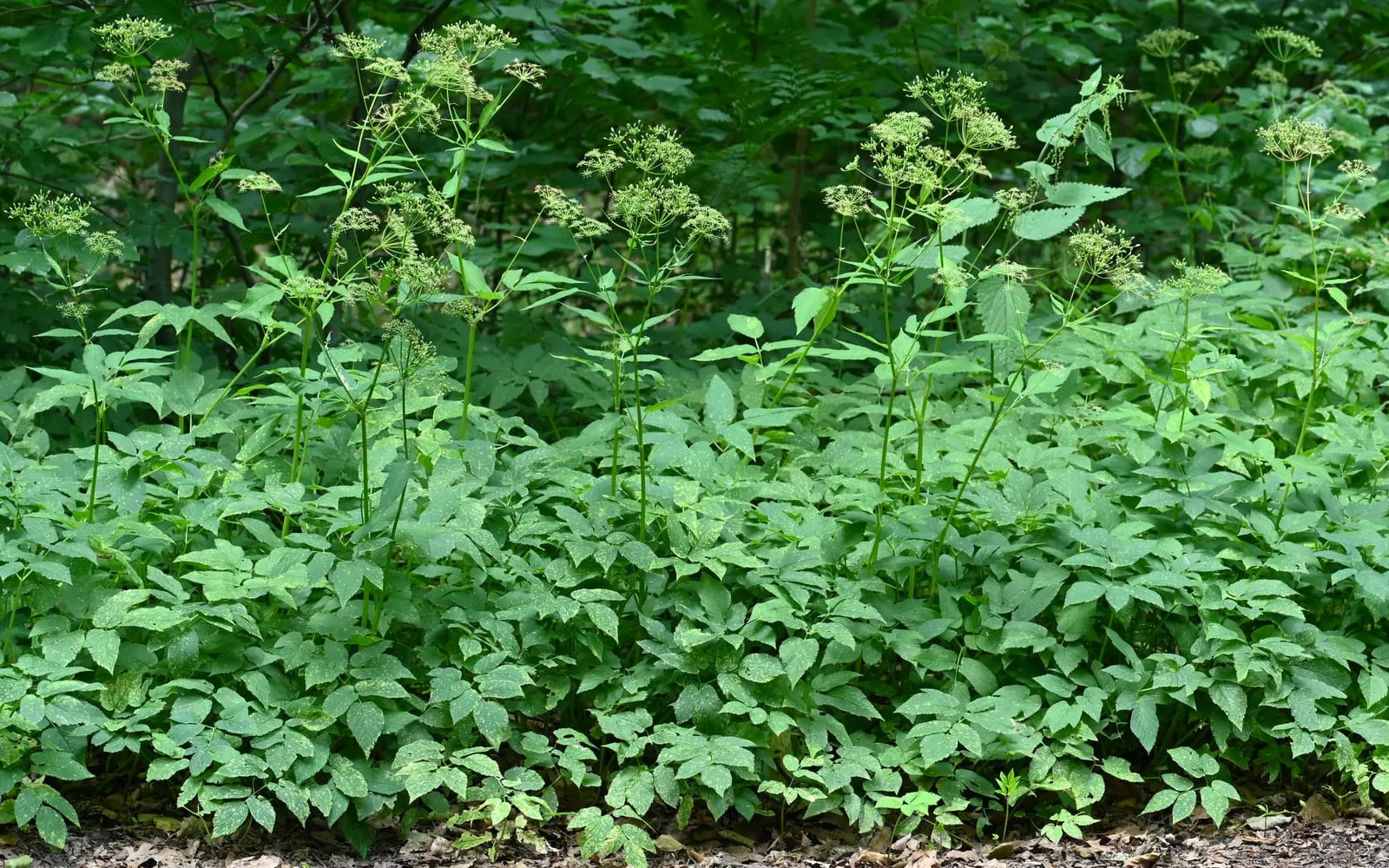 A dense mat of ground elder in leaf with flat white umbels on hollow stems above it