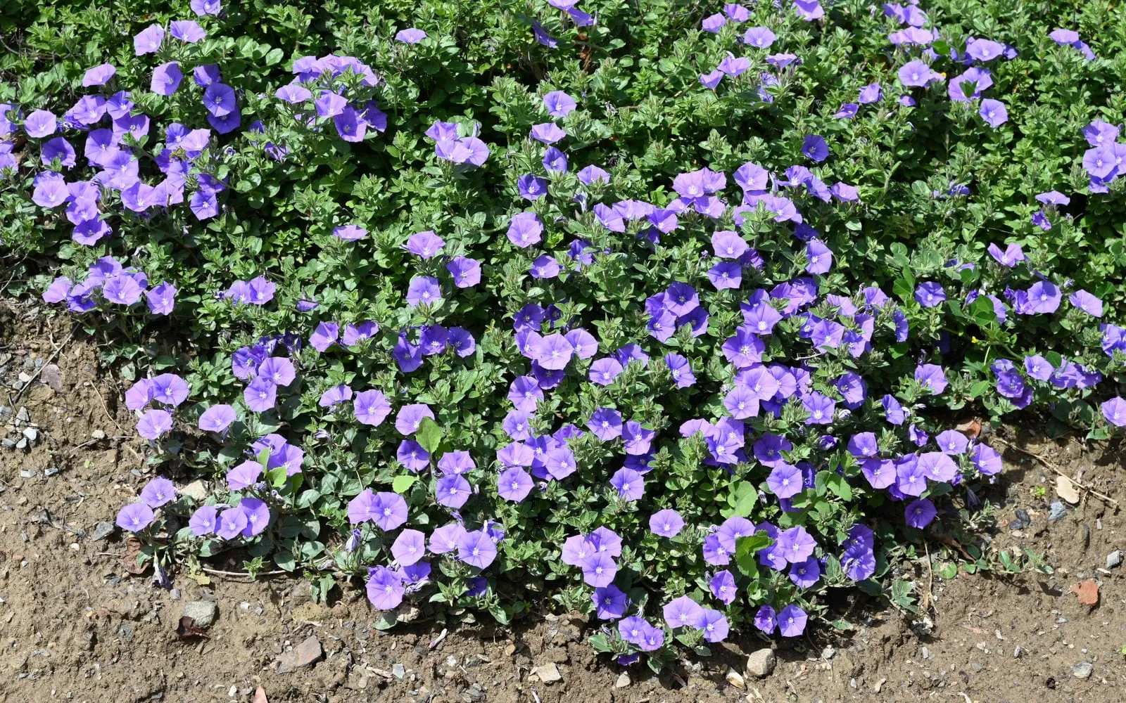 A low mound of ground morning-glory covered in sky-blue funnel-shaped flowers with a white and yellow throat.