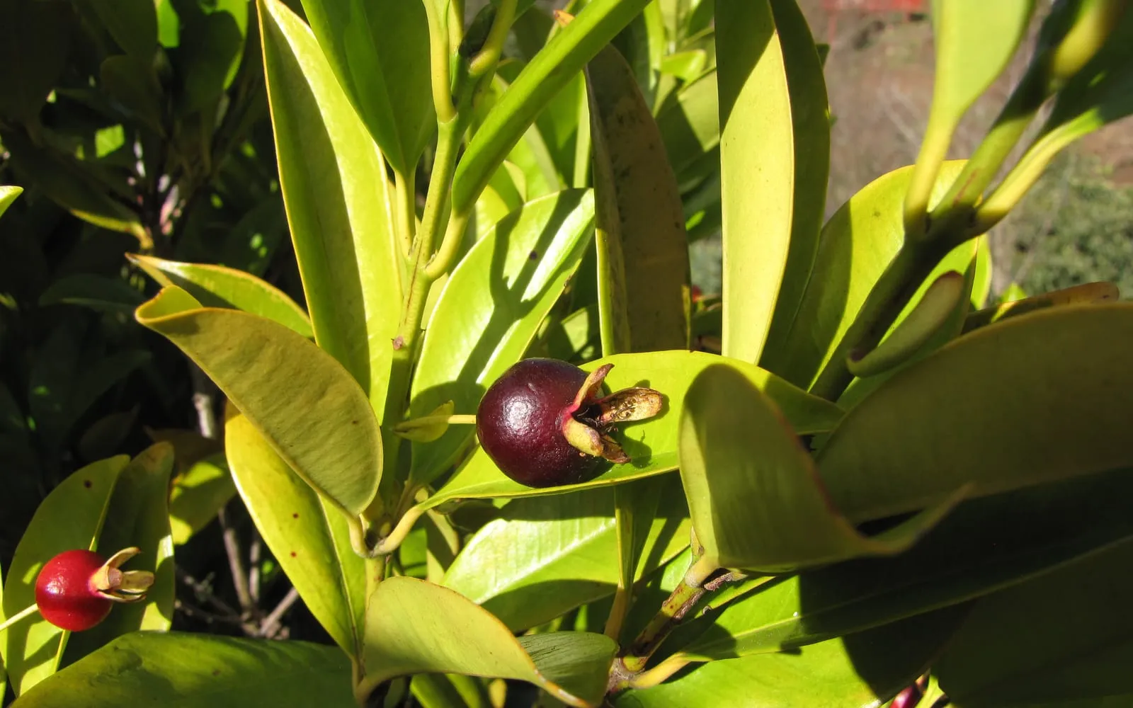 Dark purple and red grumichama fruit, each carrying four calyx lobes as a crown