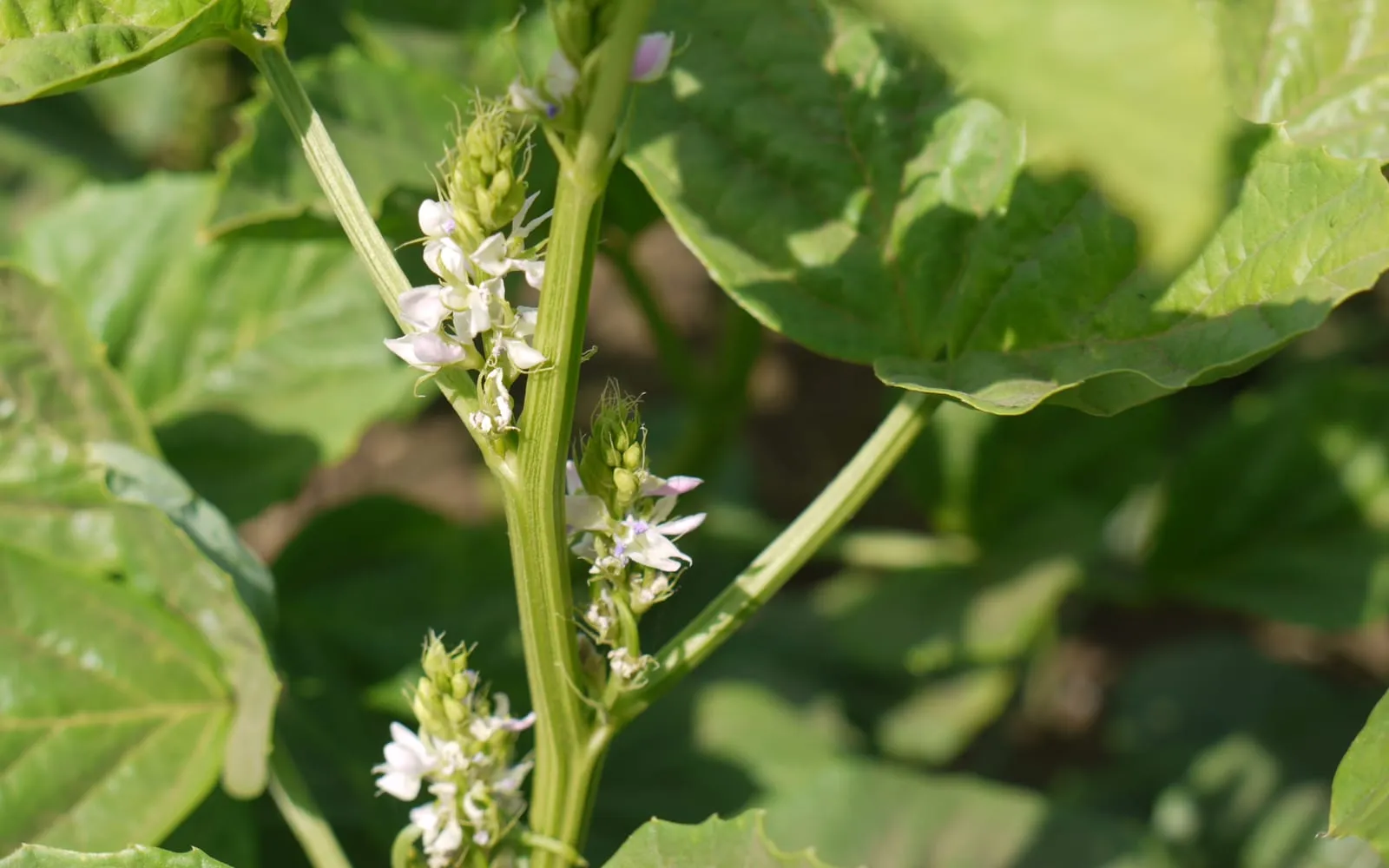 A guar plant with a dense spike of small pale flowers pressed against the stem