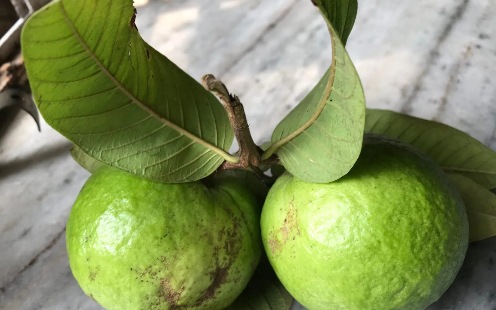 Two green guavas on the branch beside the quilted deeply veined leaves