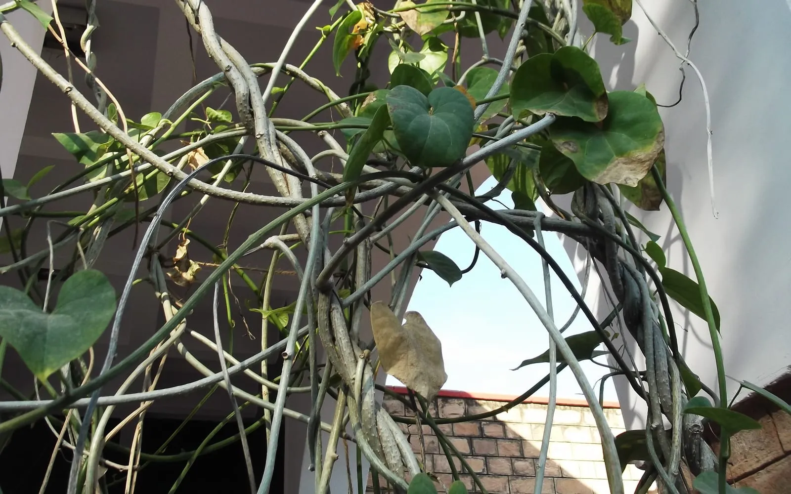 A guduchi vine climbing a wall, with warty corky grey stems and heart-shaped leaves