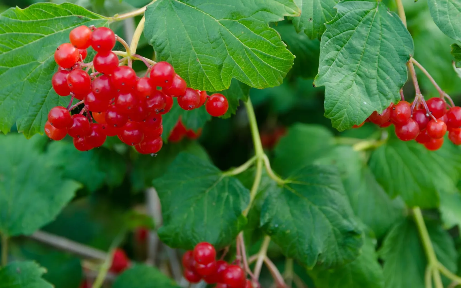 Hanging bunches of translucent scarlet guelder rose berries among three-lobed maple-like leaves
