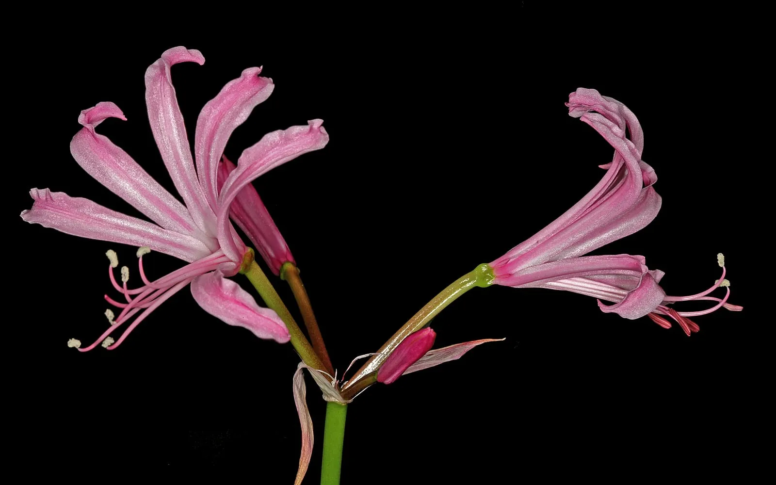 Two bright pink Nerine bowdenii flowers with narrow, waved, curling petals and long protruding stamens, against a dark background