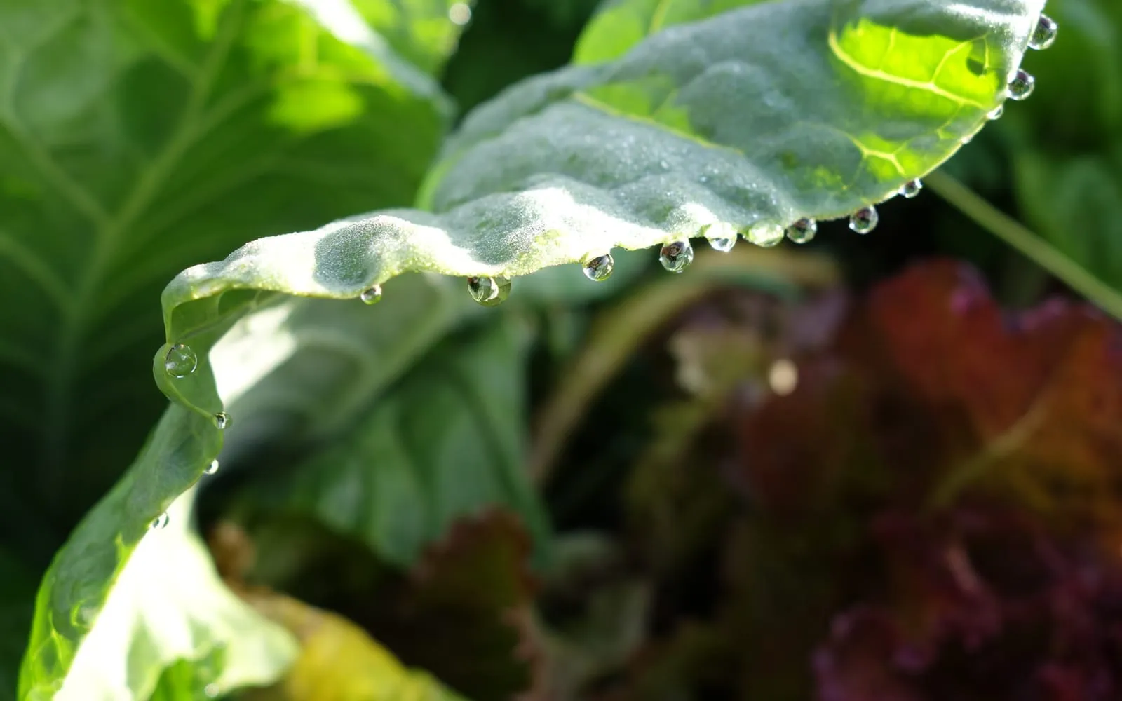 A backlit brassica leaf with a row of clear water droplets hanging at even intervals along its wavy margin, with red lettuce out of focus behind