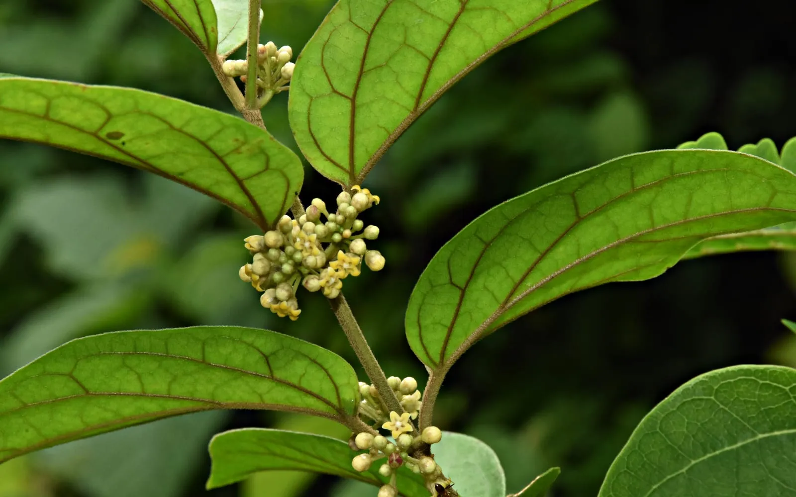 Gymnema leaves in opposite pairs with tight clusters of tiny pale yellow flowers in the leaf axils