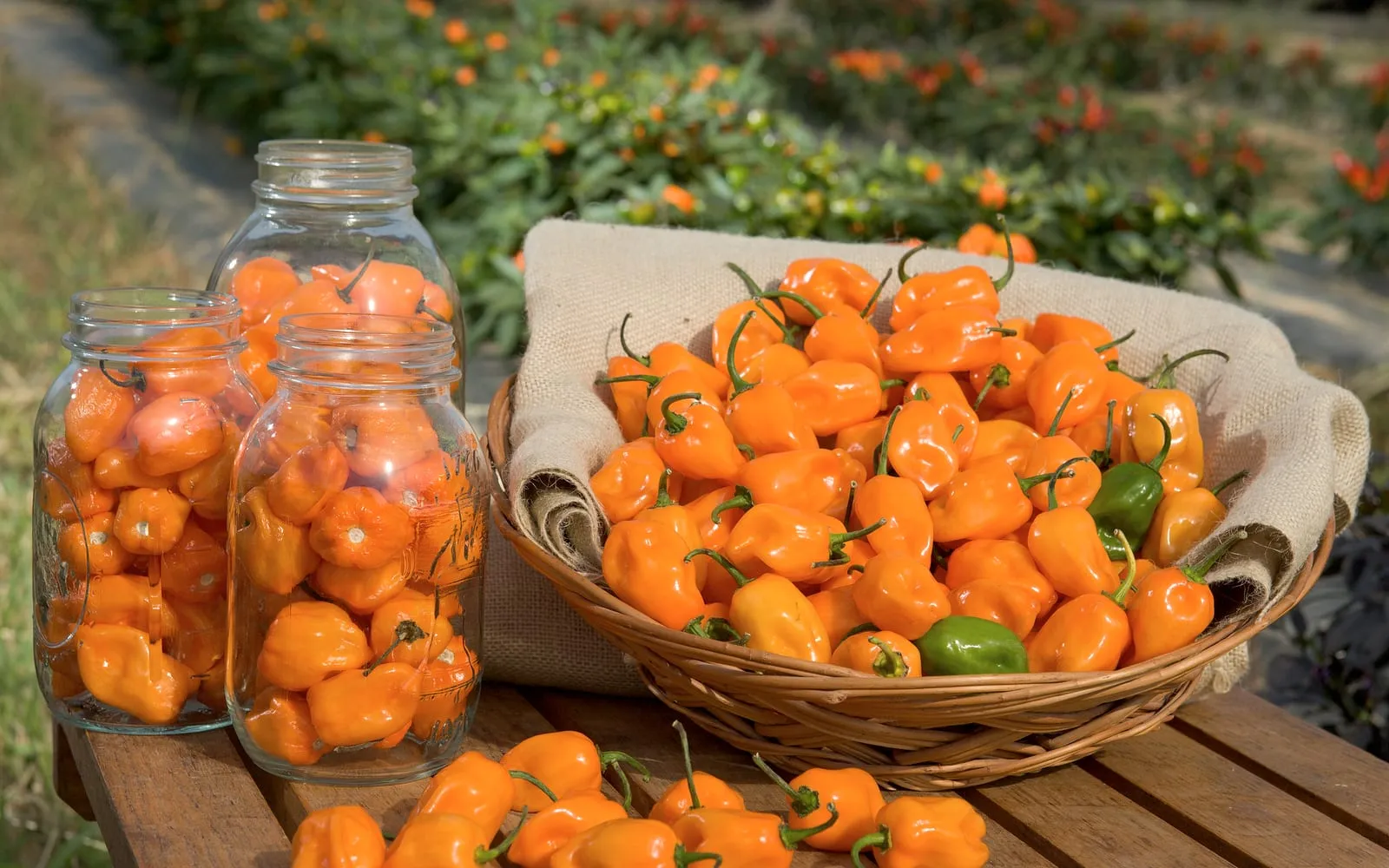 A basket and jars of ripe orange habaneros, wrinkled and lantern-shaped, beside the plants they came off