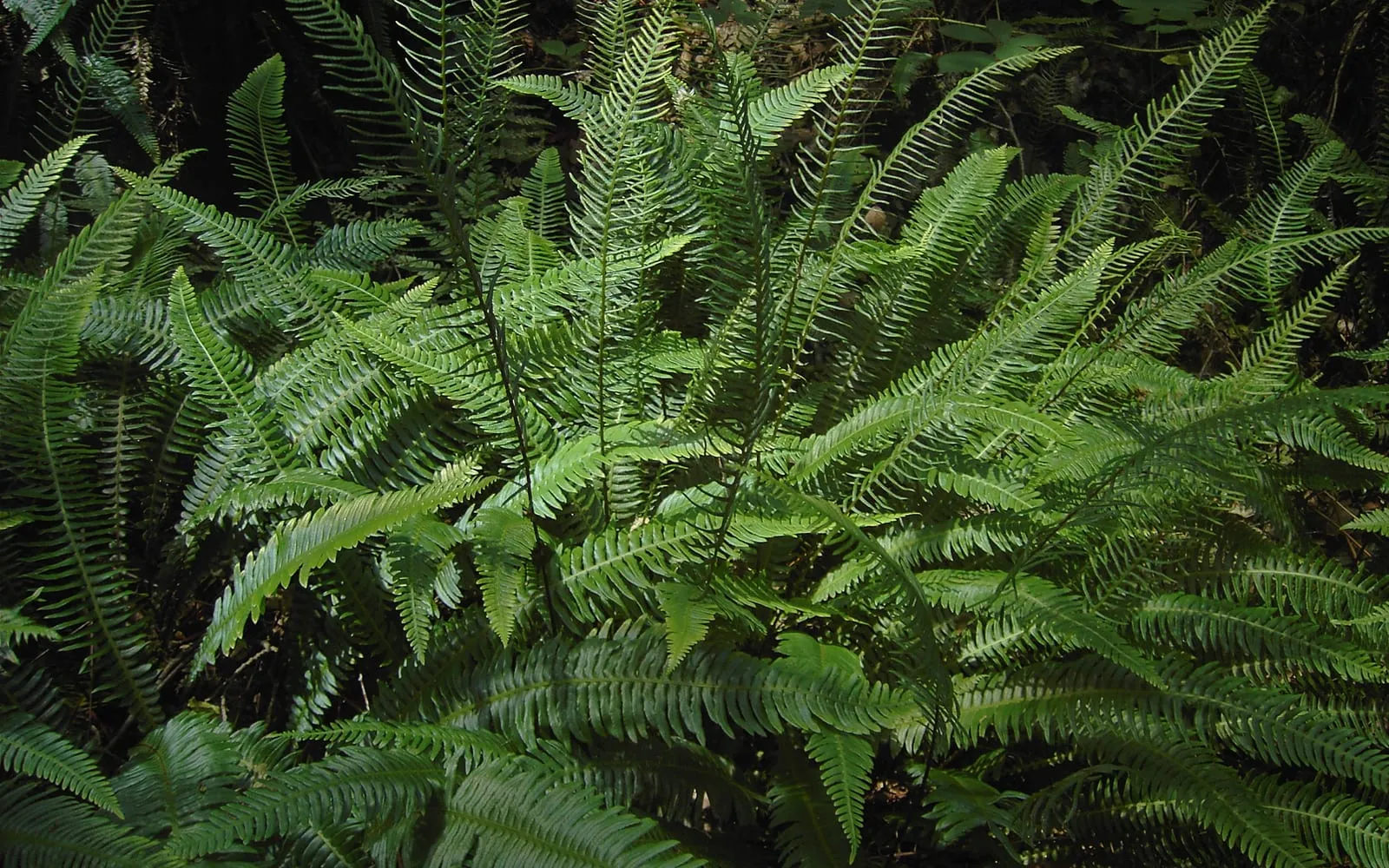 Hard fern showing its low rosette of leathery sterile fronds with narrower upright fertile fronds behind