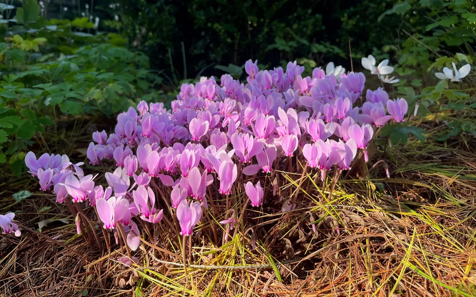 A colony of pink cyclamen flowers with swept-back petals standing on bare ground before the leaves appear