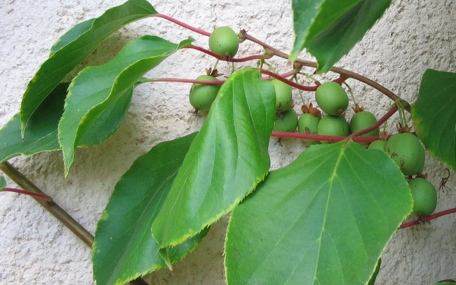 Grape-sized green kiwiberries hanging on red stalks against a wall