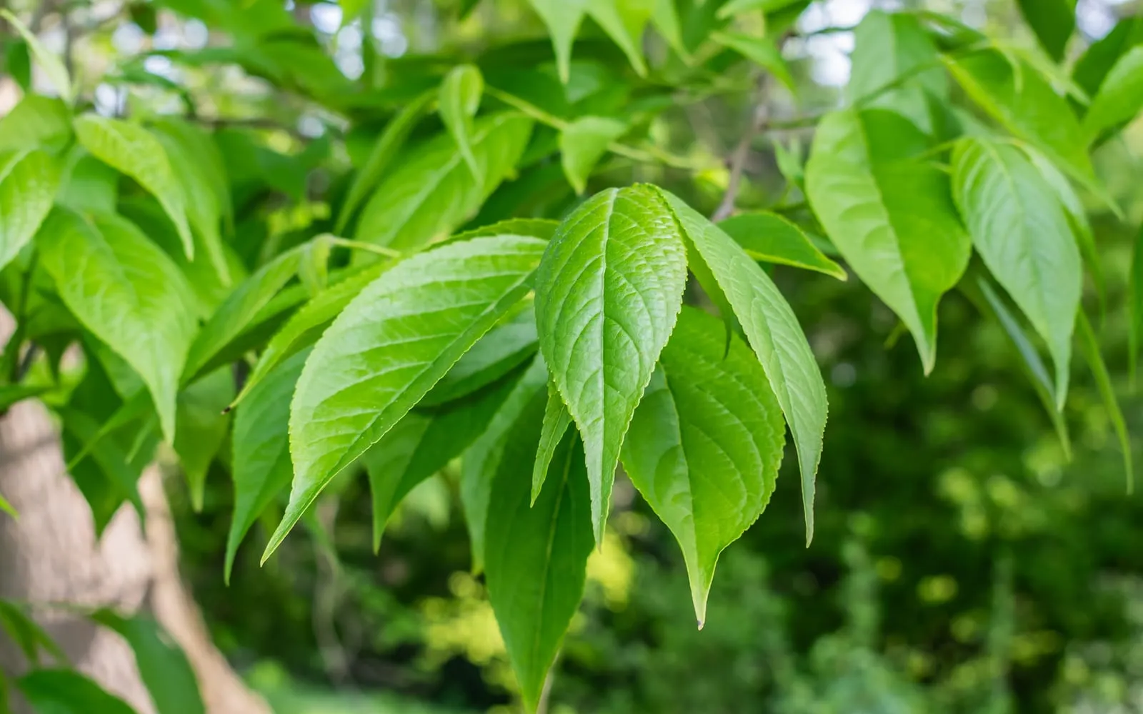 Glossy toothed elm-like leaves of the hardy rubber tree in a botanical garden