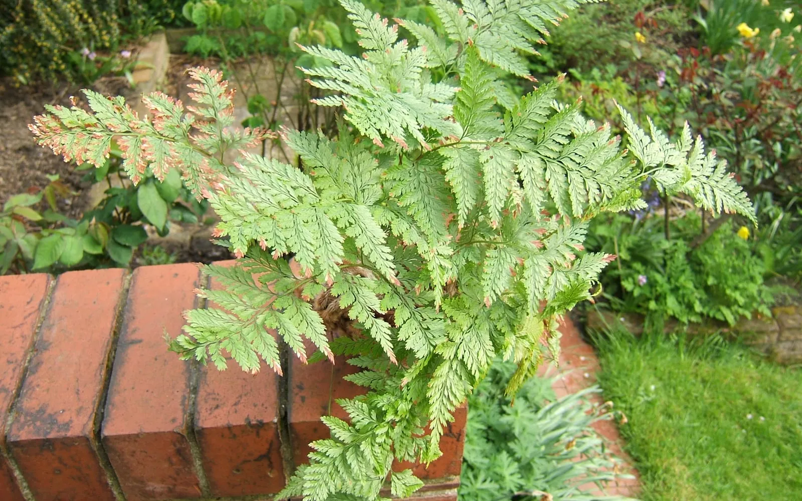 Lacy hare foot fern fronds spreading over the edge of a brick path
