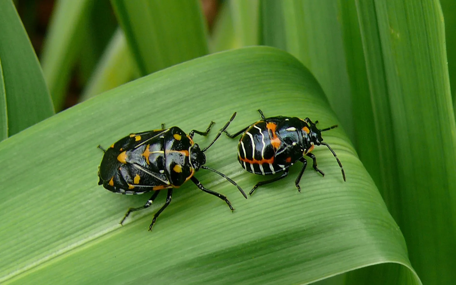 Two black bugs marked with orange and cream on a broad green leaf, the left one shield-shaped with folded wings and the right one rounder and wingless
