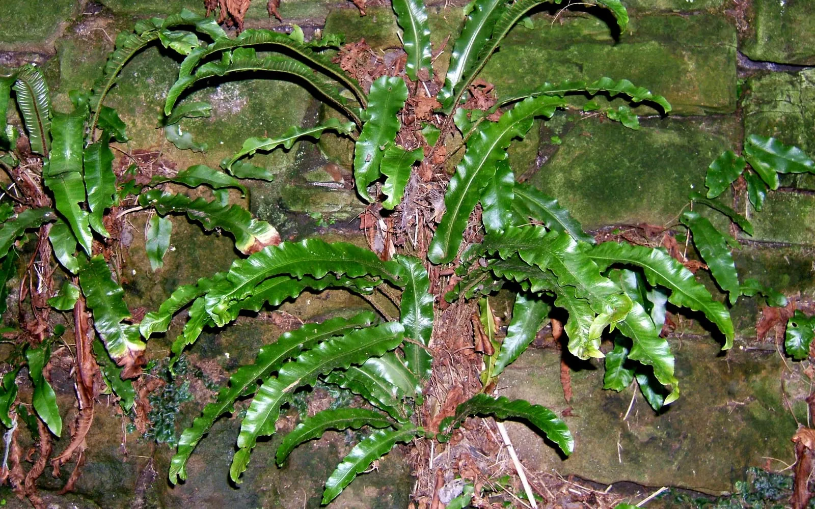 Undivided strap-shaped hart tongue fronds with wavy margins growing from a shaded wall