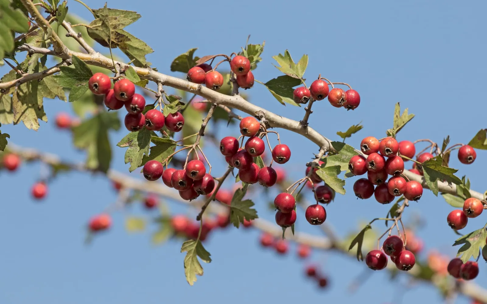 A hawthorn branch hung with clusters of ripe red haws among lobed green leaves against a blue sky