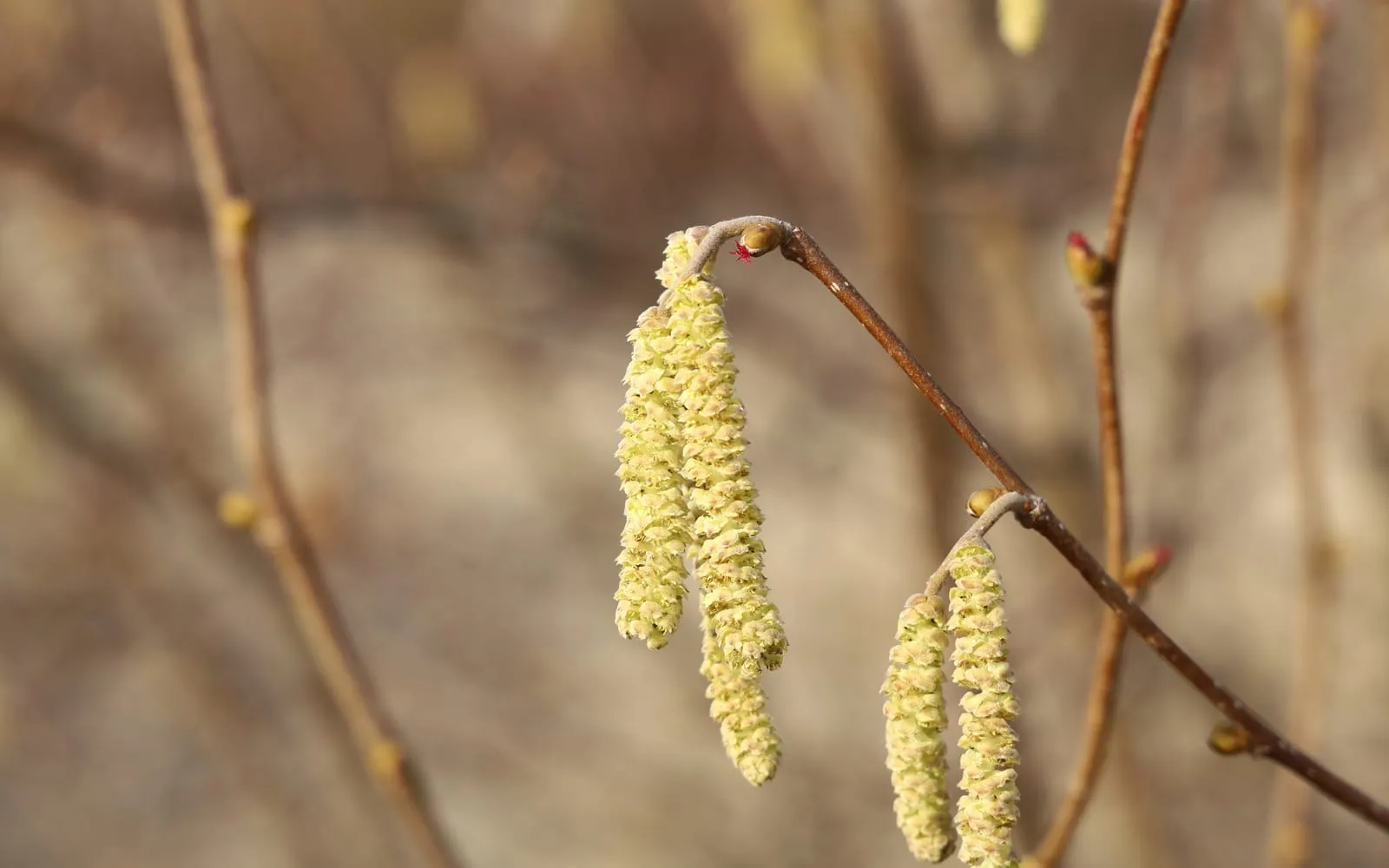 Yellow hazel catkins hanging from a bare winter twig, with a tiny red female flower visible above them