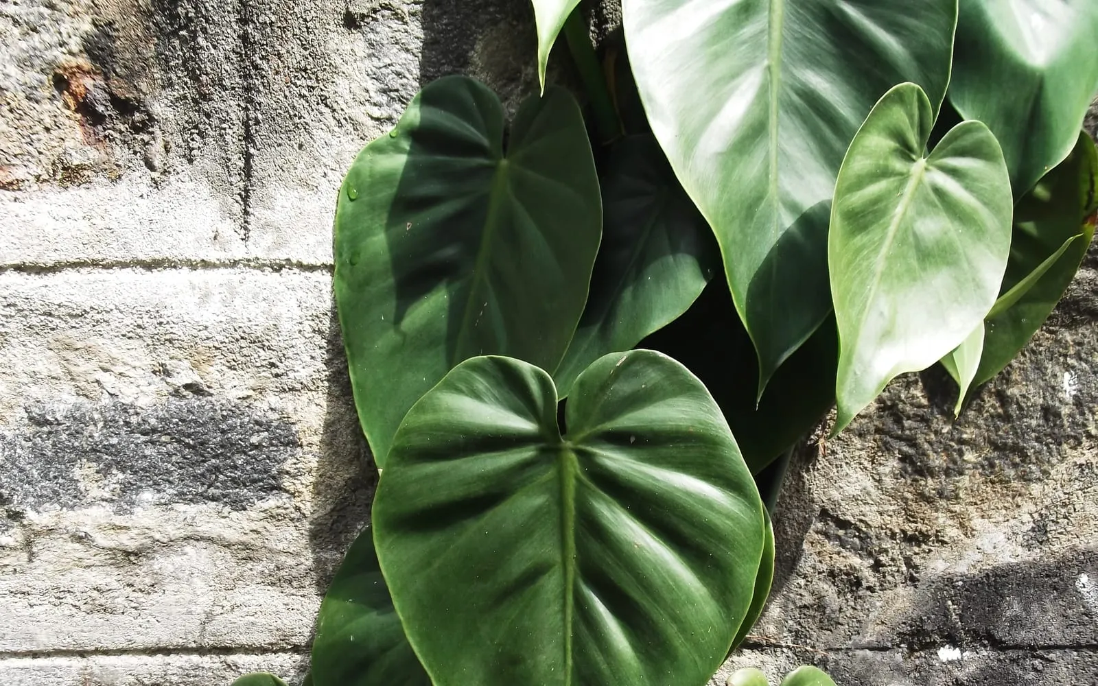 Heart-shaped dark green philodendron leaves climbing a rough stone wall