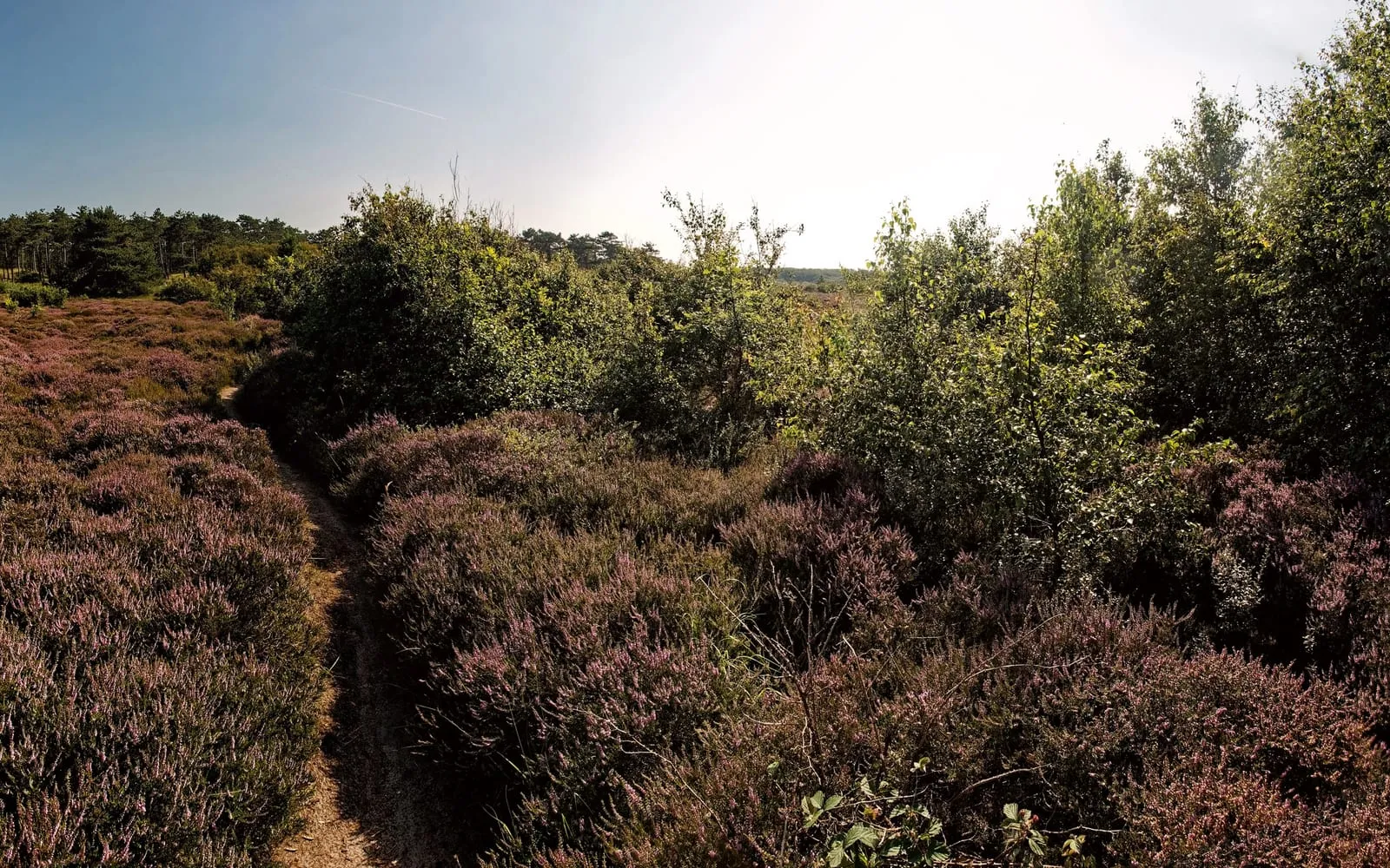 A path winding through hummocks of heather in full purple flower on open dune heath