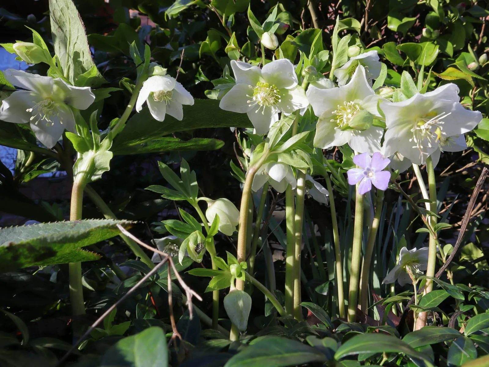 A white Christmas rose flower with a boss of yellow stamens, opening low against dark green leathery foliage