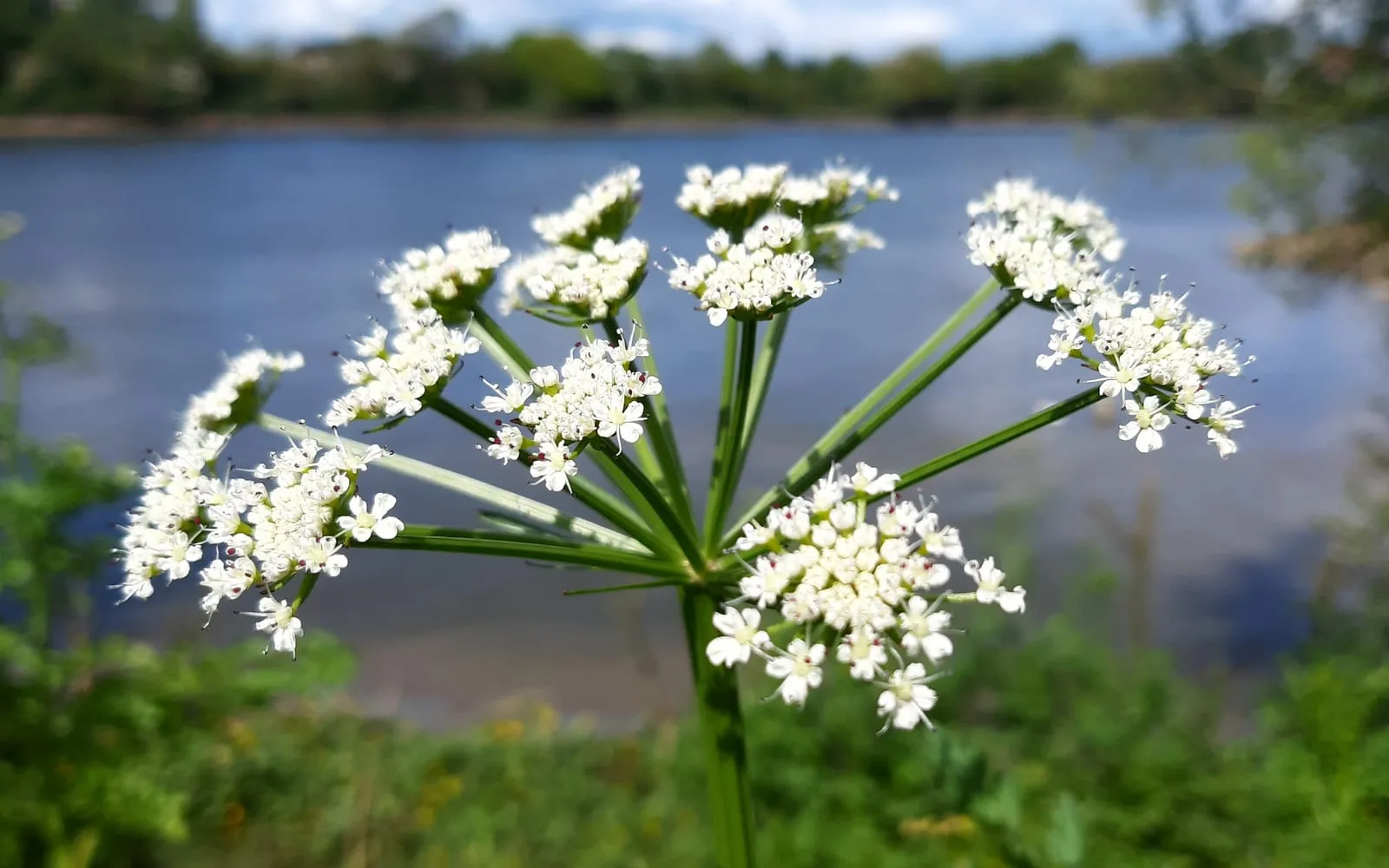 A hemlock water-dropwort umbel of small white flowers on thick grooved green stalks beside a river