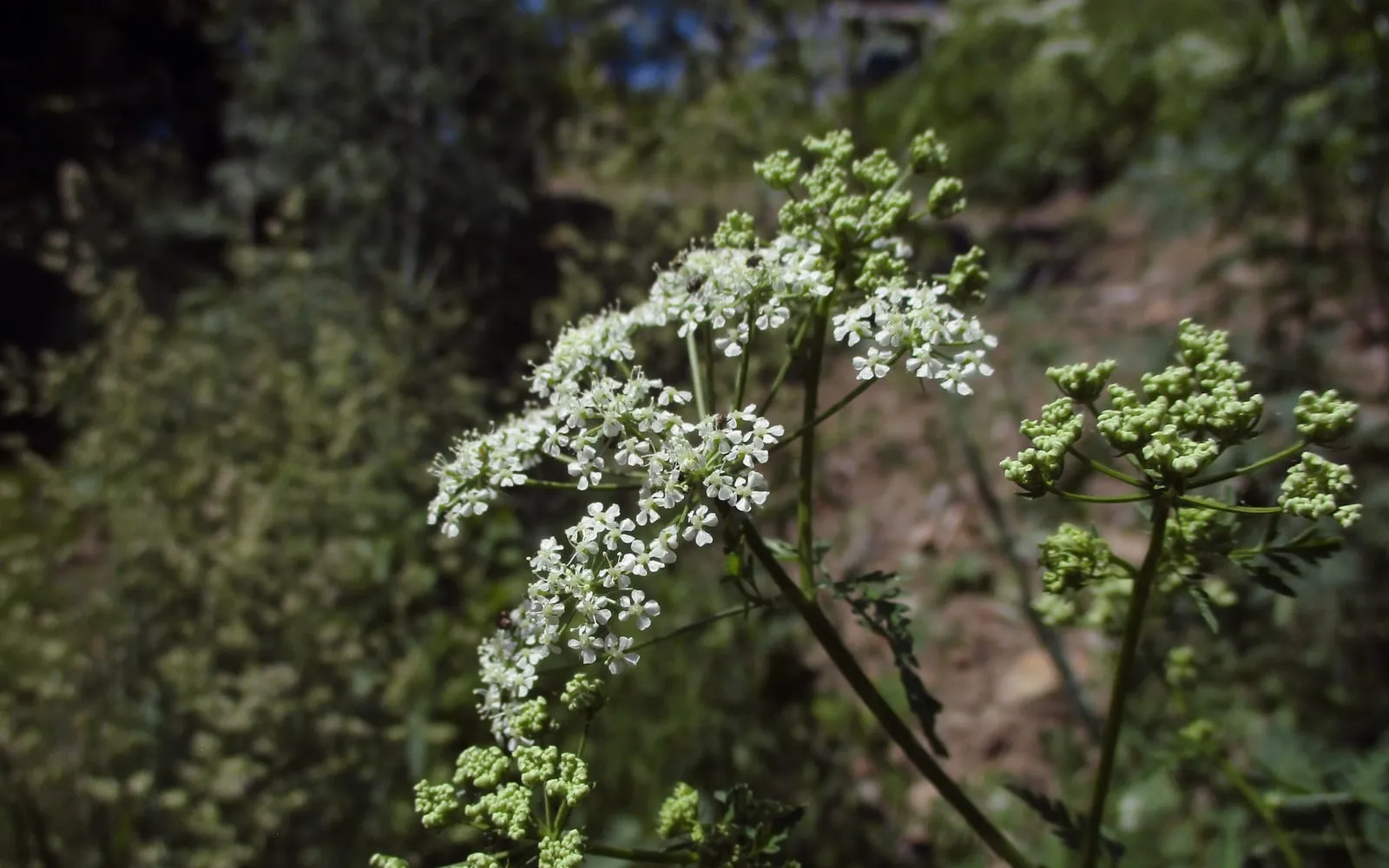 A hemlock plant in flower with flat white umbels, smooth branching stems and finely divided fern-like leaves