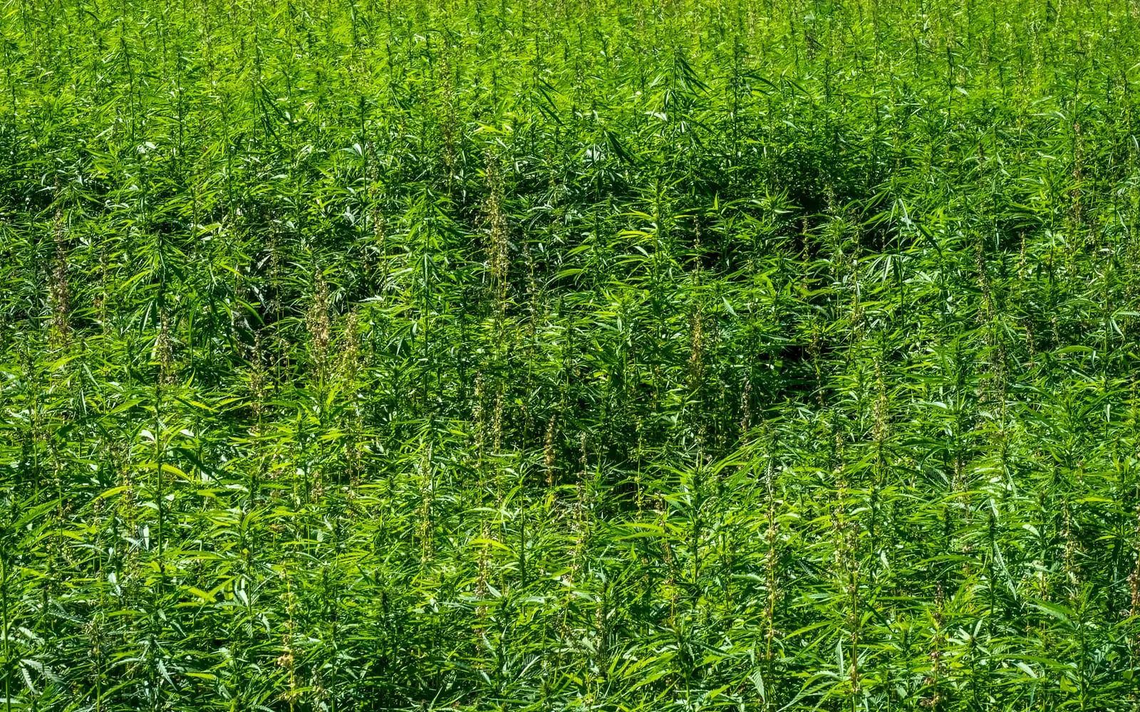 A field of industrial hemp growing in a dense stand of tall unbranched plants