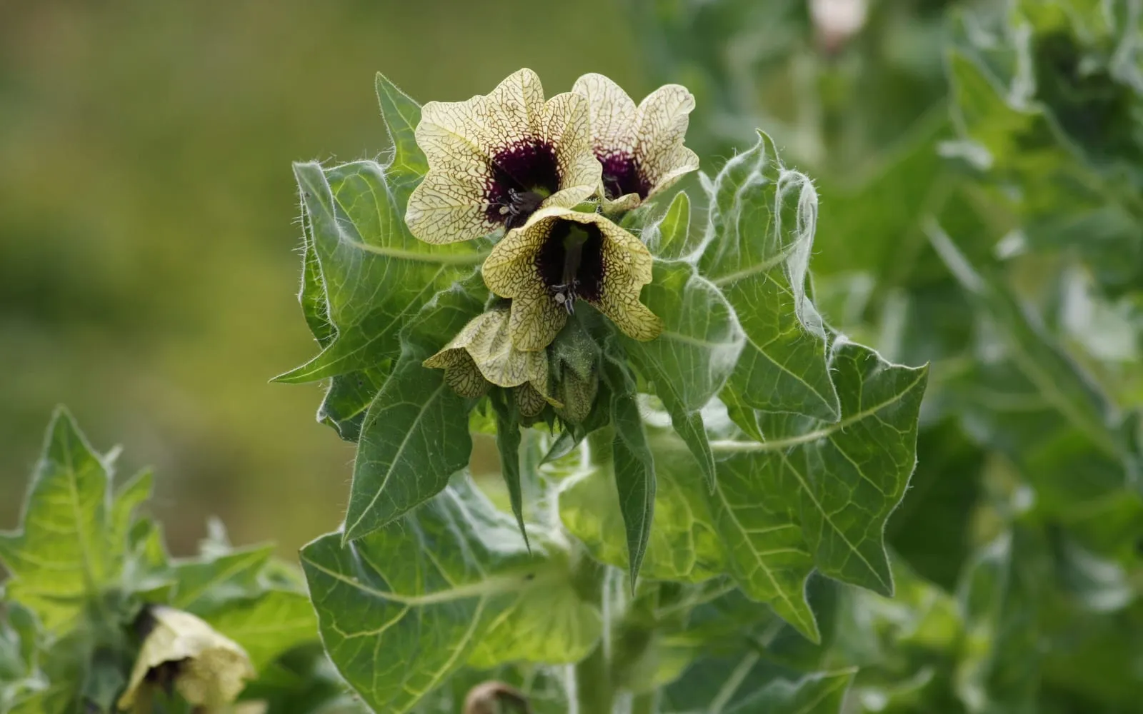 Henbane flowers, cream and netted with purple veins around a dark throat, above sticky lobed leaves