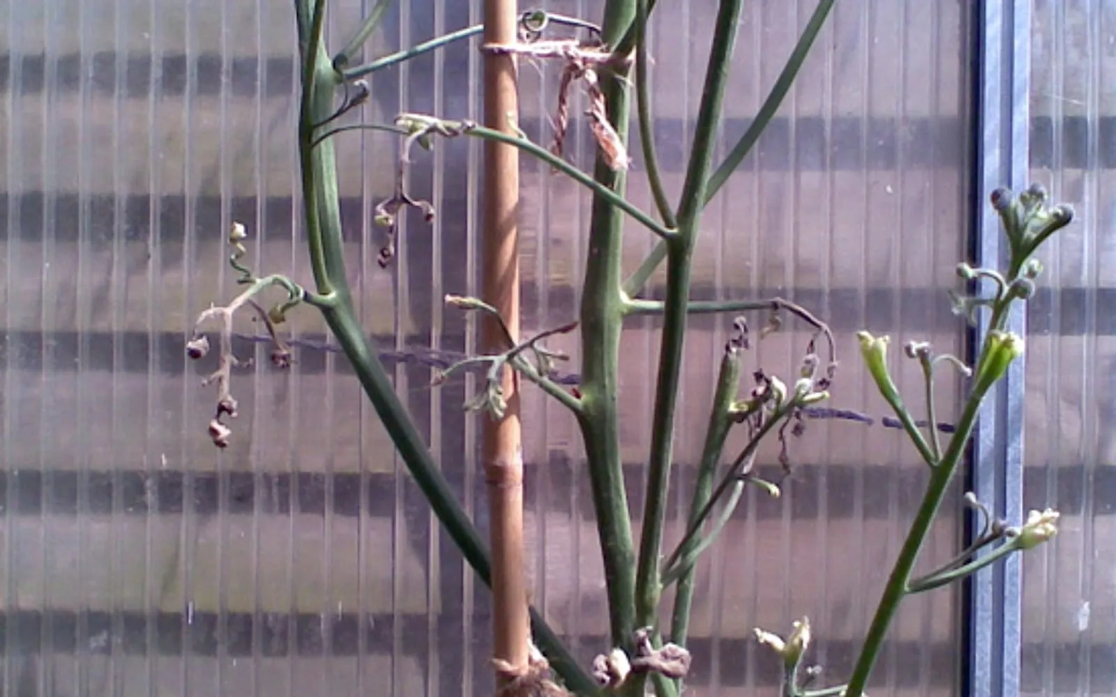 A tomato plant tied to a cane against a polytunnel wall, its stems bare and green with the leaves reduced to narrow twisted shreds and the shoot tips curled into tight knots