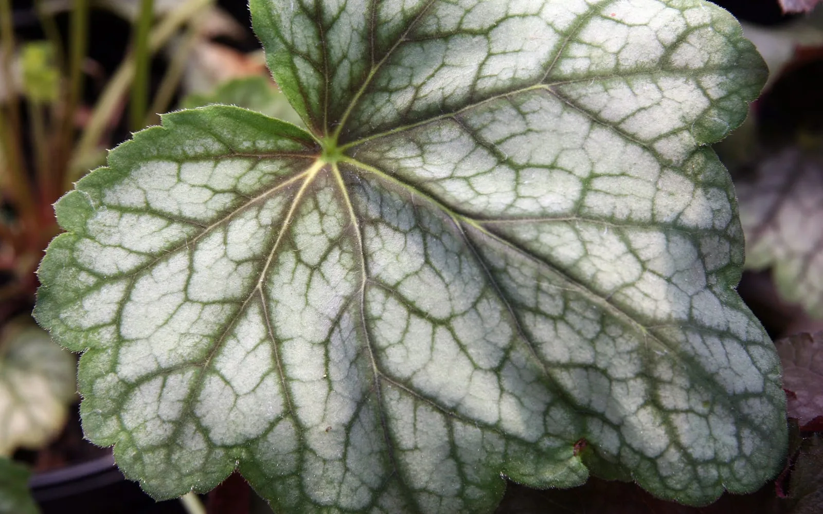 A rounded heuchera leaf marbled silver between dark green veins