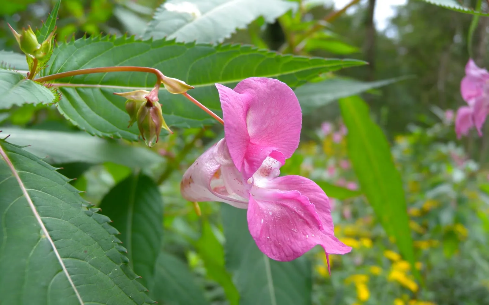 A pink hooded Himalayan balsam flower hanging from a red stem, with toothed leaves and a green seed pod beside it