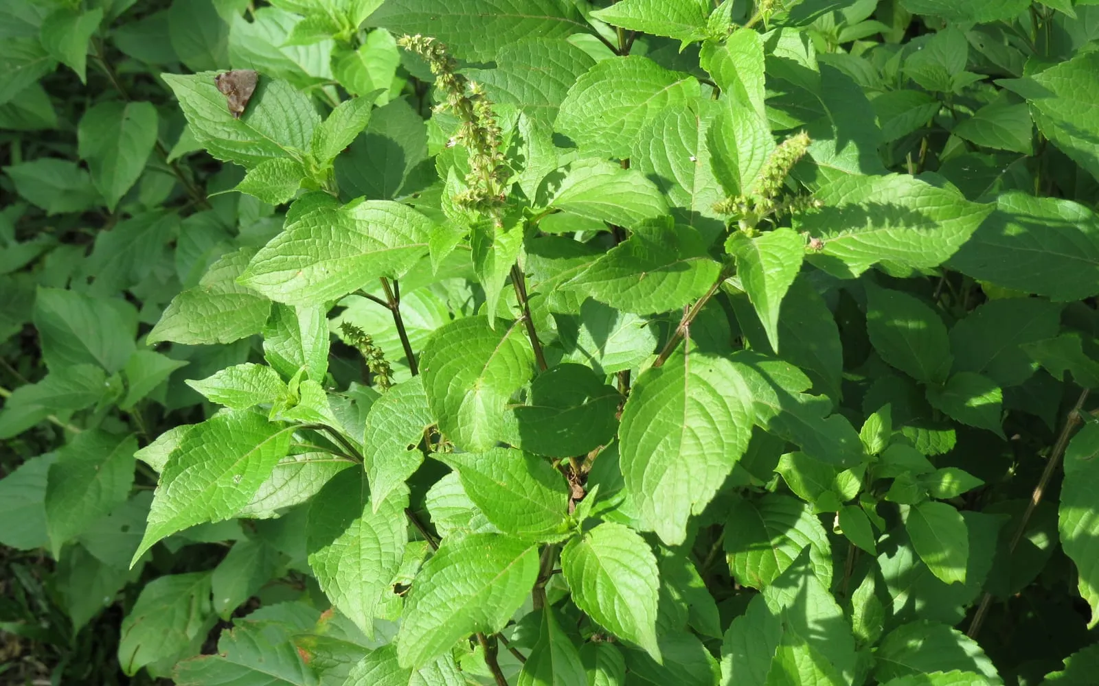 Hoary basil in leaf and flower, with narrow toothed leaves and green spikes