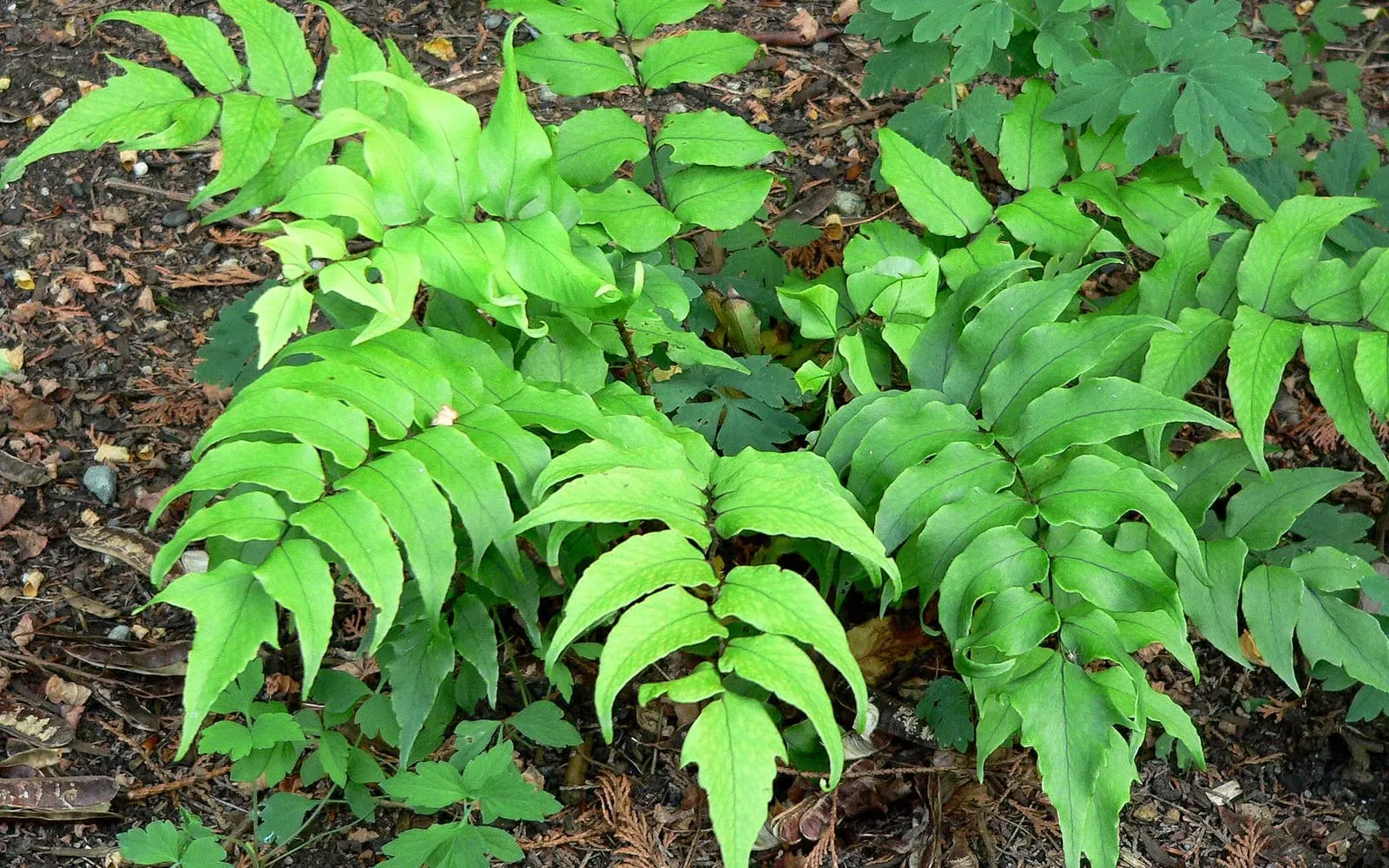 Stiff glossy holly fern fronds with large sickle-shaped toothed leaflets