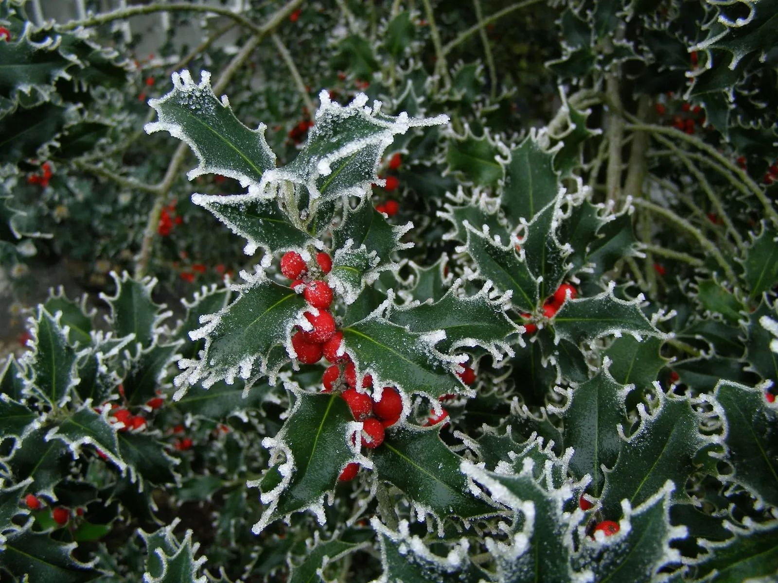 Clusters of red holly berries and dark spiny leaves covered in hoar frost