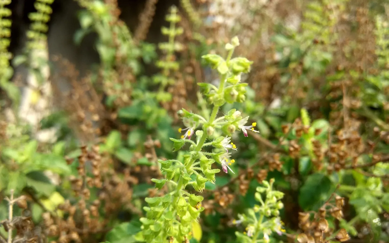 Holy basil in flower, the spikes rising above hairy toothed leaves