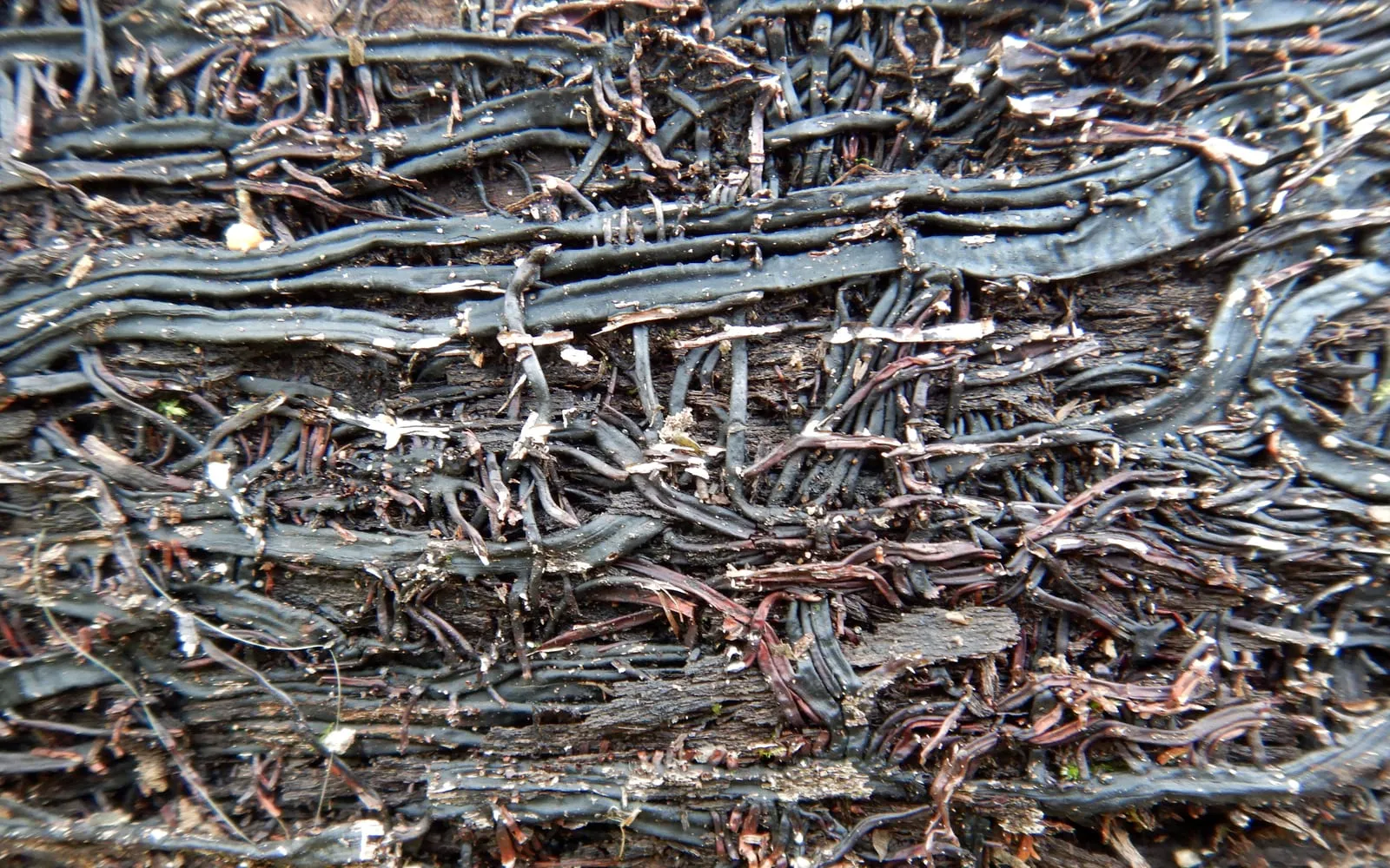 A dense mat of flattened black cord-like strands packed together under a piece of bark