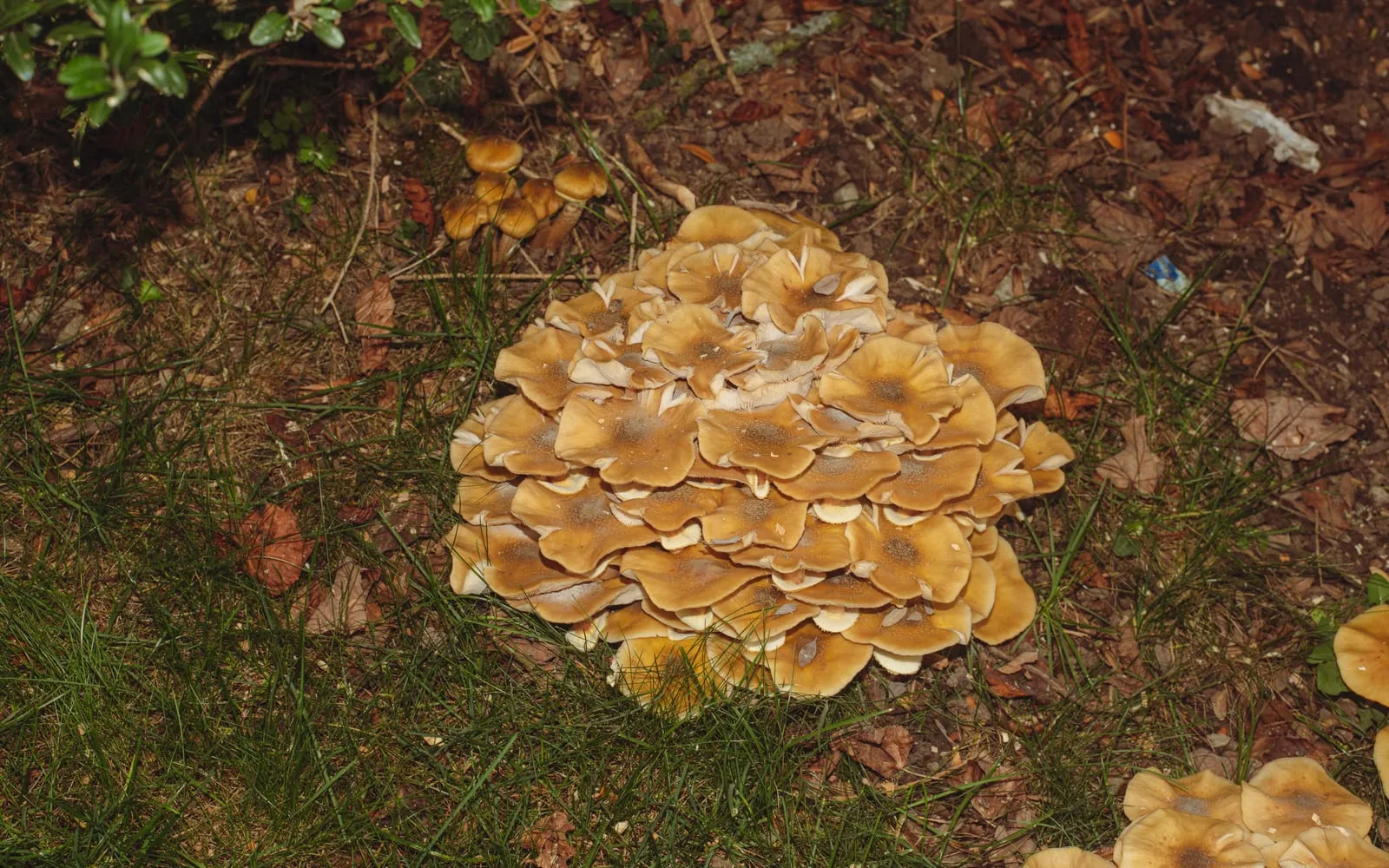 A tight clump of tan honey-coloured toadstools growing at ground level in grass, caps darker and scaly at the centre