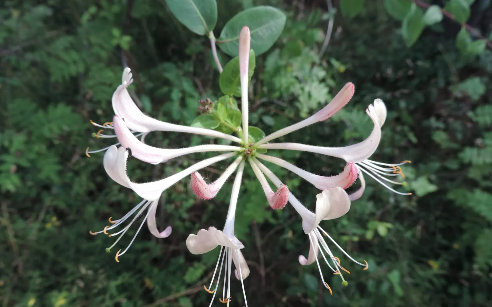 A whorl of long tubular honeysuckle flowers, cream flushed pink, with stamens projecting forward