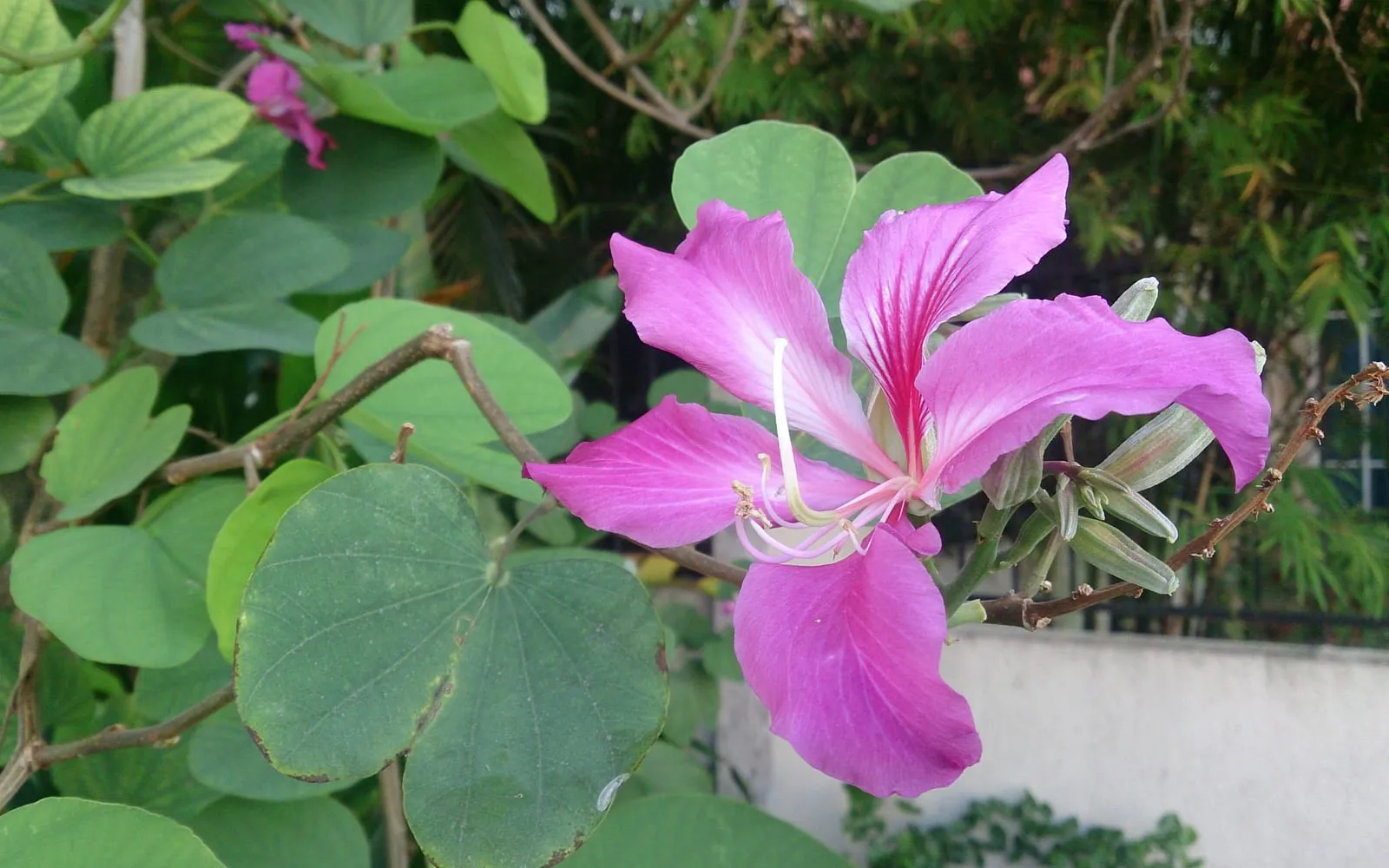 A large five-petalled magenta-purple Hong Kong orchid tree flower with darker veining, next to bilobed, butterfly-shaped leaves