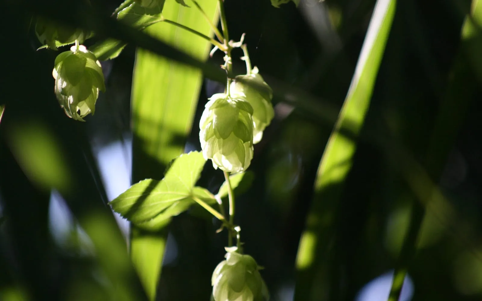 Backlit hop cones hanging from the bine, the overlapping papery bracts translucent in the sun
