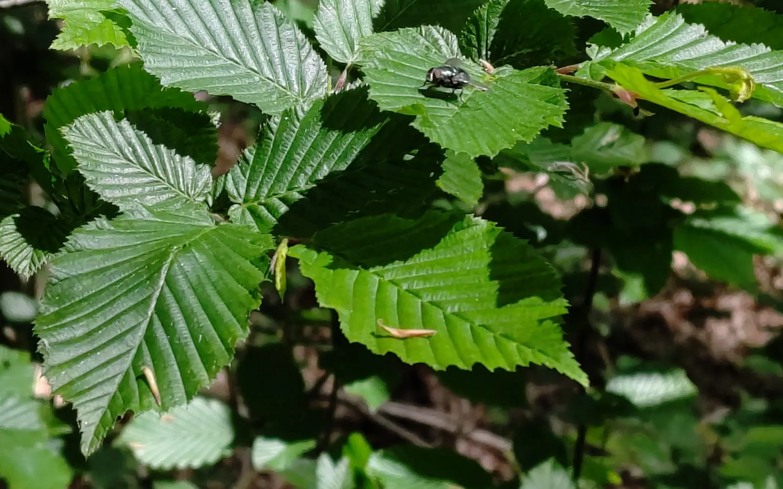Hornbeam leaves with sharply doubly-toothed edges and strongly impressed parallel veins along a green shoot