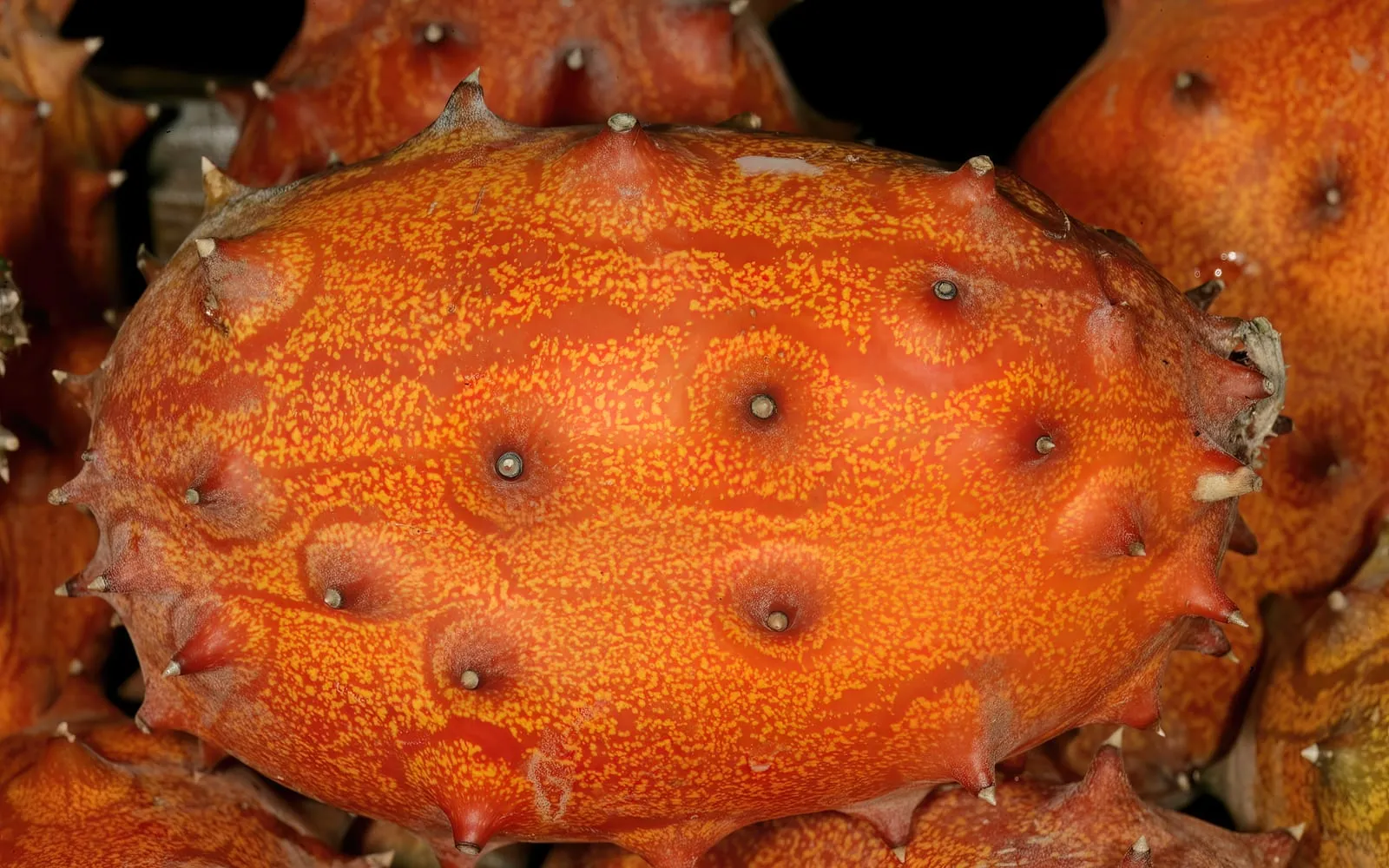 A ripe orange horned melon covered in blunt conical spikes