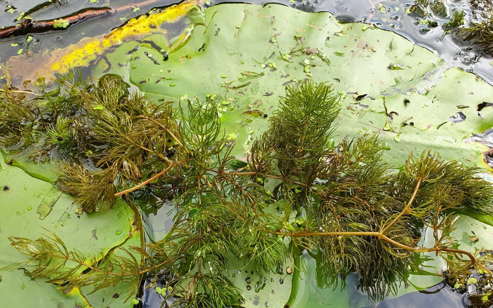 Dark green whorls of forked hornwort foliage resting on a lily pad at the surface of a pond