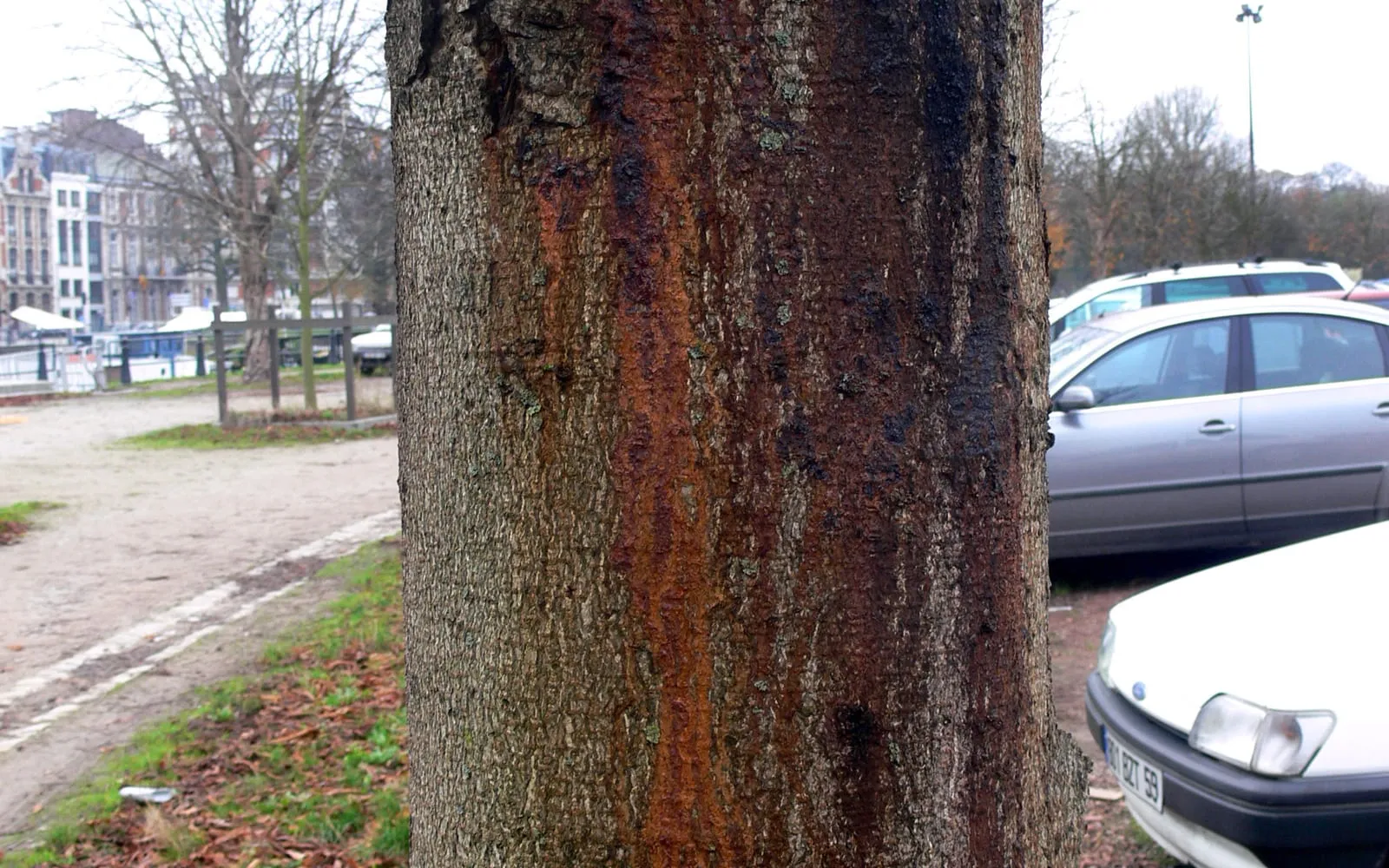 The trunk of a horse chestnut in a car park, with rust-orange and tarry black stains running vertically down the bark from cracks higher up