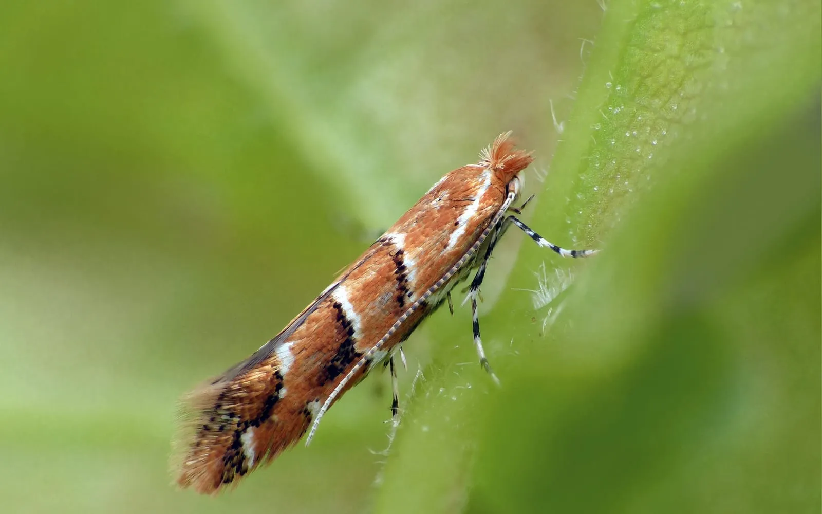 A tiny moth resting on a green stem, its folded wings bright orange-brown crossed by white chevrons edged in black, with black and white banded legs
