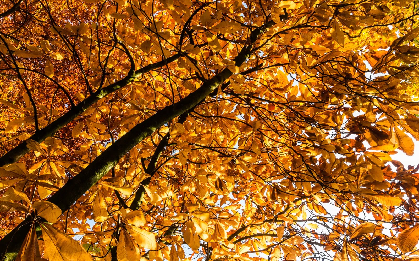 The canopy of a horse chestnut in autumn, with large palmate leaves turned gold and orange against the sky