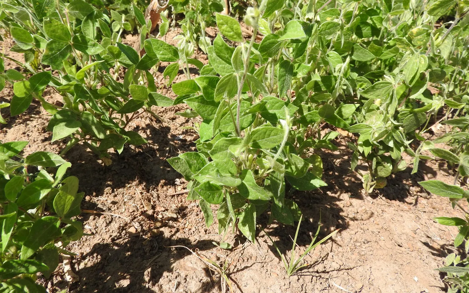 Low trailing horse gram plants growing on dry stony field soil