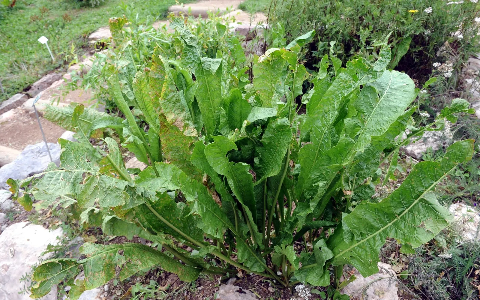 A large clump of coarse dock-like horseradish leaves growing in a stony herb bed
