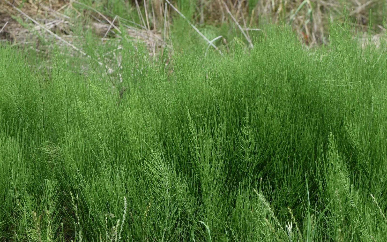 A dense stand of green horsetail shoots with fine needle-like branches whorled at each joint