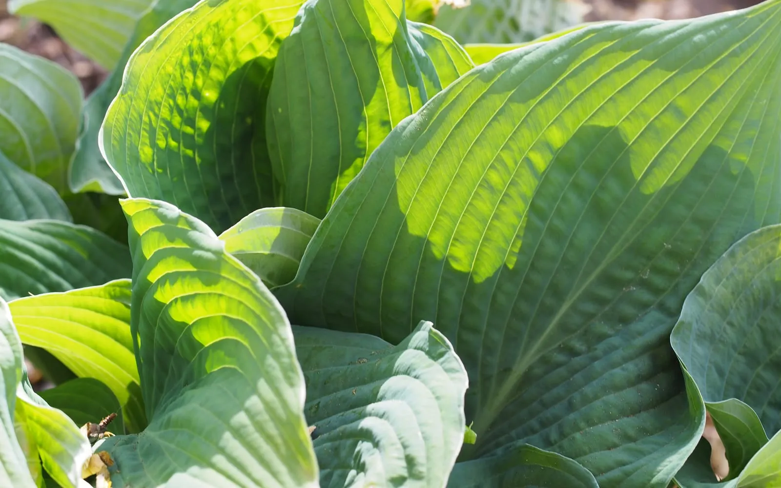Thick blue-grey hosta leaves with deeply corrugated surfaces overlapping in a shaded border